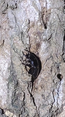 Dorcus hopei hopei