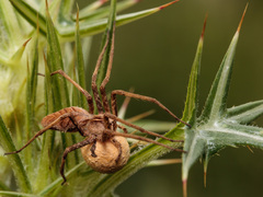 Pardosa subsordidatula