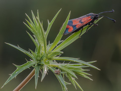 Zygaena graslini