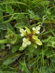 Pedicularis lyrata