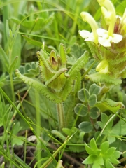 Pedicularis lyrata