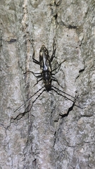 Trirachys orientalis