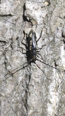 Trirachys orientalis