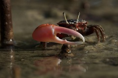 Austruca occidentalis