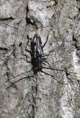 Trirachys orientalis