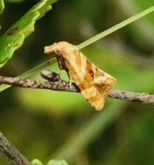 Gynnidomorpha permixtana