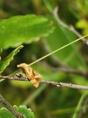 Gynnidomorpha permixtana