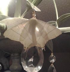 Ourapteryx sambucaria