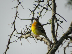 Emberiza flaviventris flaviventris