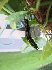 Theretra oldenlandiae