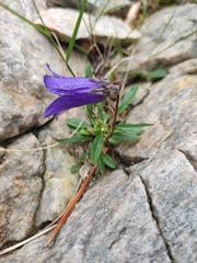 Campanula dasyantha