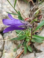 Campanula dasyantha