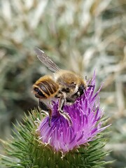 Megachile maritima