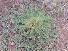 Oxytropis squammulosa