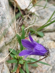 Campanula dasyantha