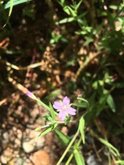 Epilobium ciliatum