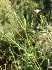 Epilobium ciliatum