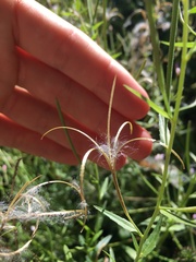 Epilobium ciliatum