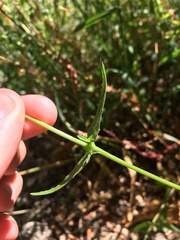 Epilobium ciliatum
