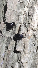 Plesiophthalmus spectabilis