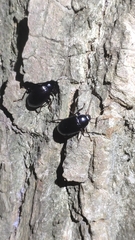 Plesiophthalmus spectabilis
