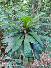 Agrostistachys borneensis