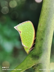 Salurnis marginella