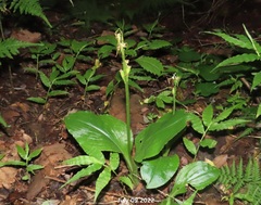 Liparis kumokiri