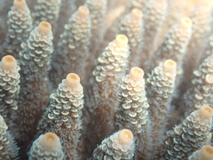 Acropora millepora