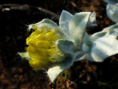 Helichrysum auriceps