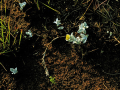 Helichrysum auriceps