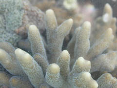 Montipora digitata