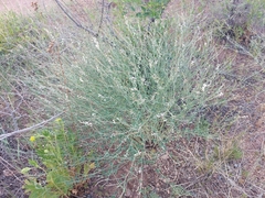 Astragalus melilotoides