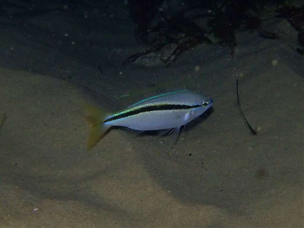 Western Butterfish from South Cottesloe Sponge Gardens, Perth WA