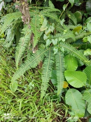 Dicranopteris curranii