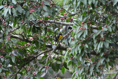 Euphonia anneae