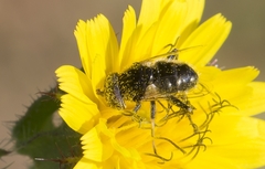 Eristalinus sepulchralis
