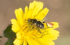 Eristalinus sepulchralis