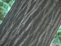 Carpinus tschonoskii