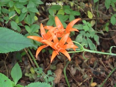 Lilium distichum