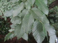 Carpinus tschonoskii