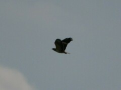 Buteo buteo