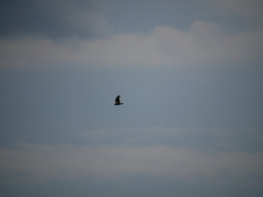 Buteo buteo