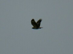 Buteo buteo