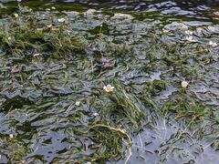 Ranunculus fluitans