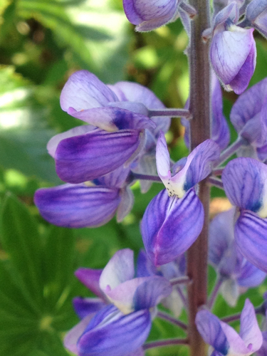 Nootka Lupine