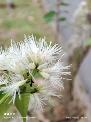 Syzygium zeylanicum