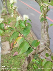 Syzygium zeylanicum