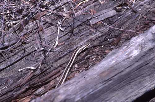 Pseudalsophis thomasi