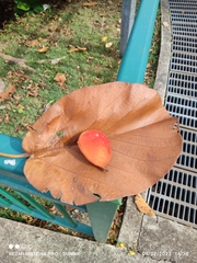 Sterculia macrophylla